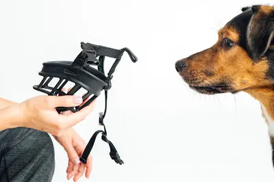 Hau Hau Vivre | Behawiorysta psów | Trener psów | Warszawa